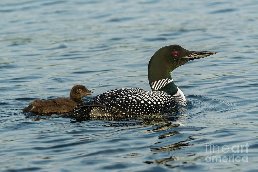 Northern Loon and Chick Photograph by Craig Shaknis