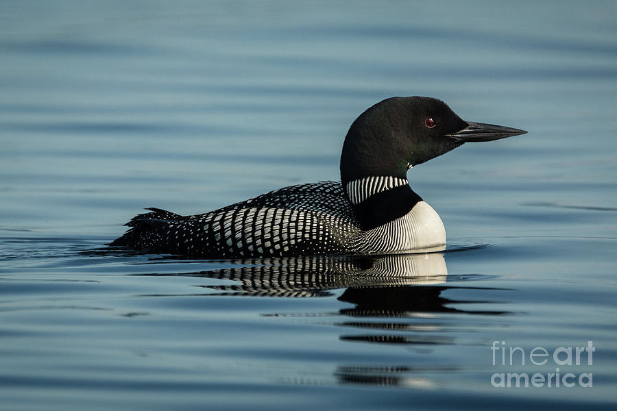 Northern Loon Photograph by Craig Shaknis