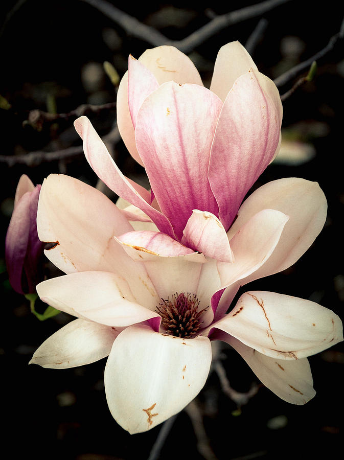 Northern Magnolia Photograph by Shannon Kunkle