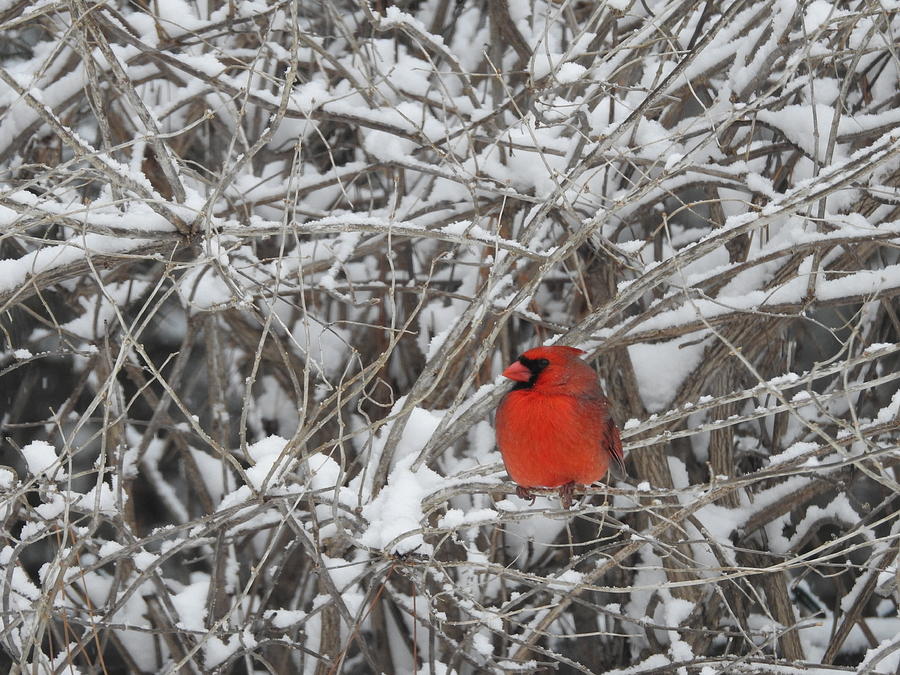Northern Male Cardinal Photograph by Betty-Anne McDonald