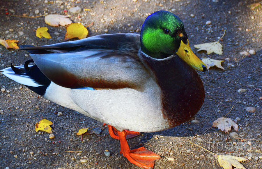 Northern Male Mallard Duck Photograph by Robyn King