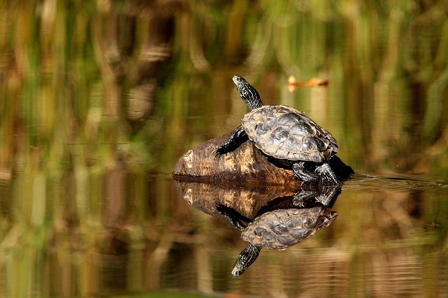 Northern Map Turtle Photograph by Debbie Oppermann