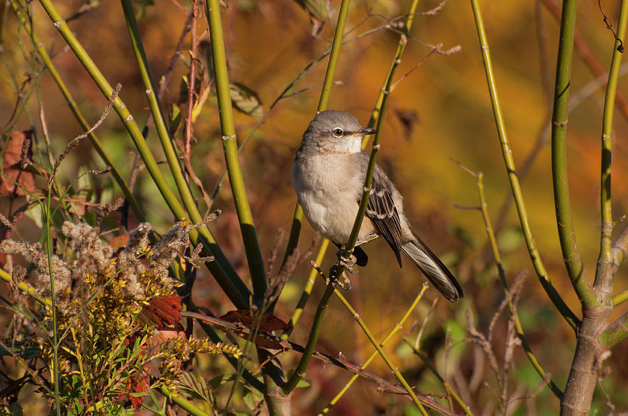 Bird Photograph - Northern Mockingbird 2 by Flees Photos