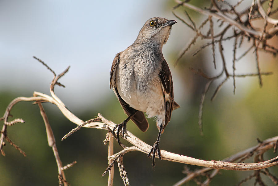 Northern Mockingbird 2 Photograph by HH Photography of Florida