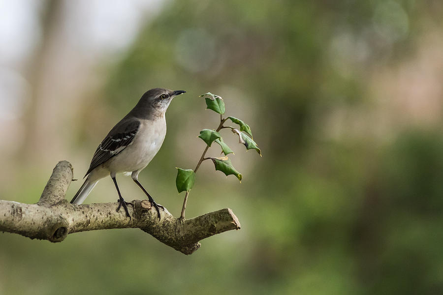 Northern Mockingbird Branch New Jersey Photograph by Terry DeLuco