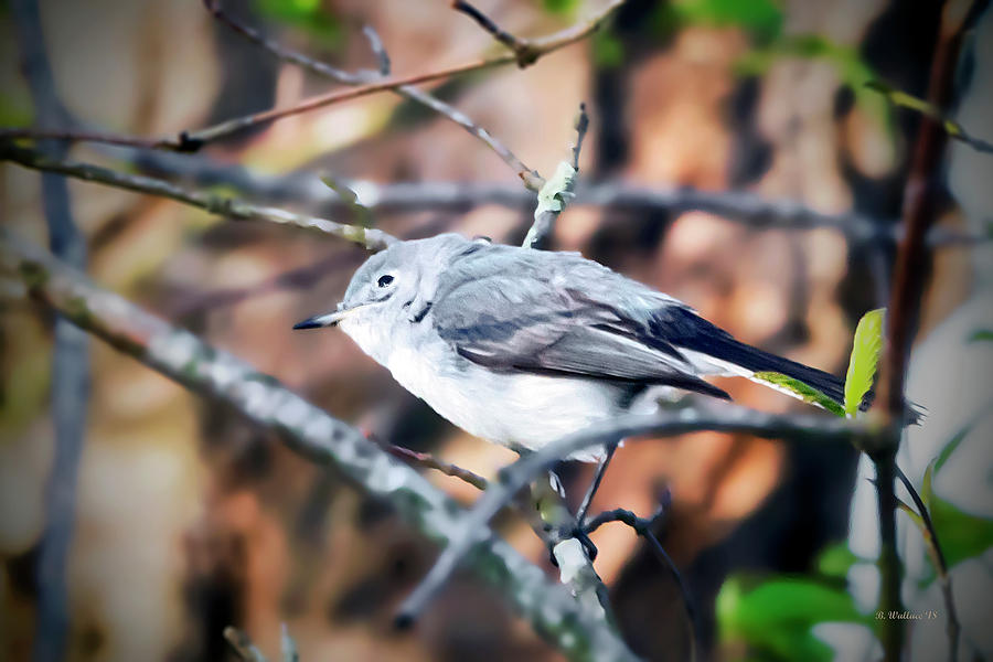 Northern Mockingbird Photograph by Brian Wallace