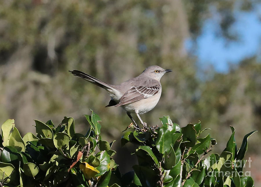 Southern Mockingbird Photograph by Carol Groenen