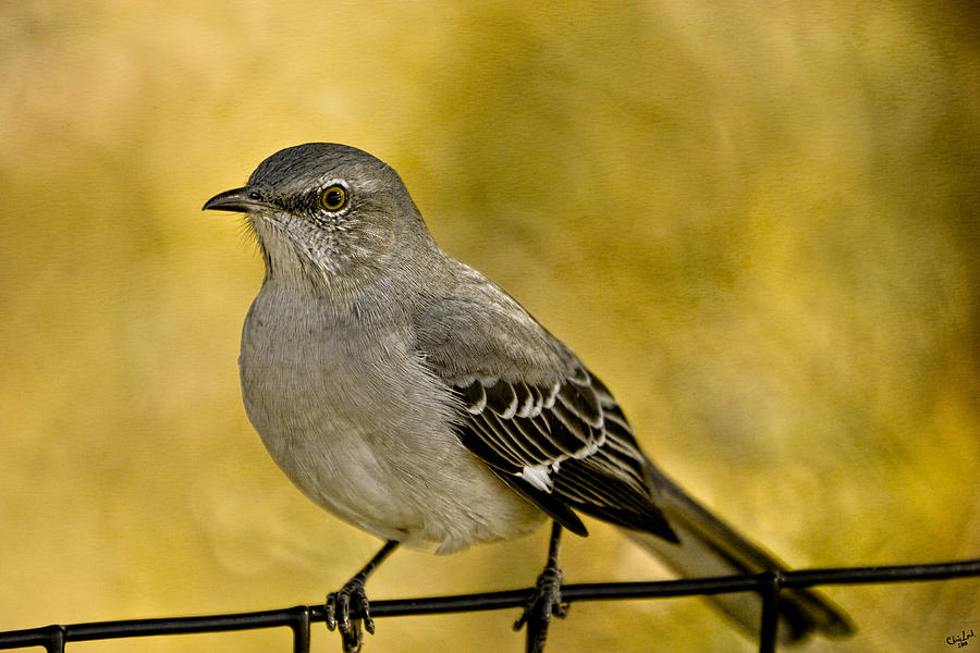 Northern Mockingbird Photograph by Chris Lord