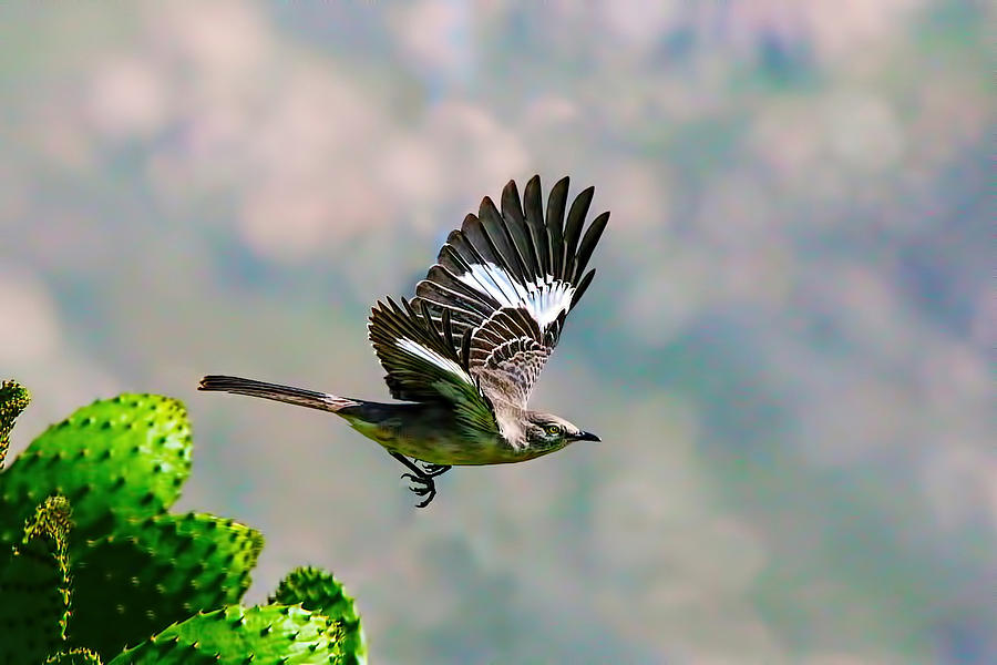 Bird Painting - Northern Mockingbird Flying by Dan Redmon