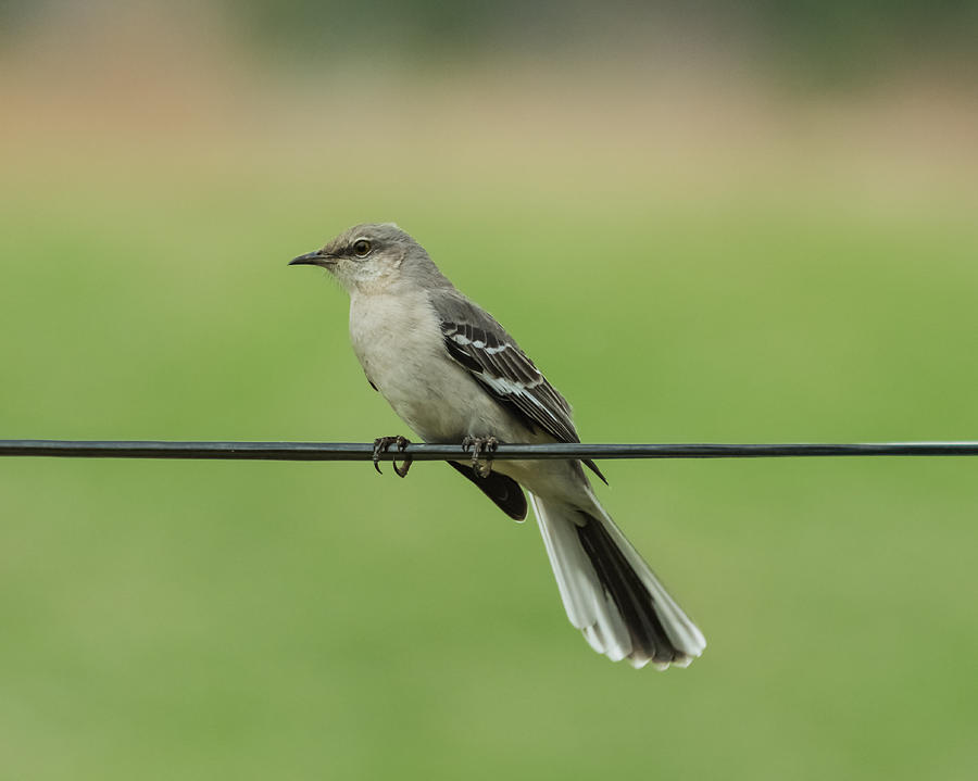 Northern Mockingbird  Photograph by Holden The Moment