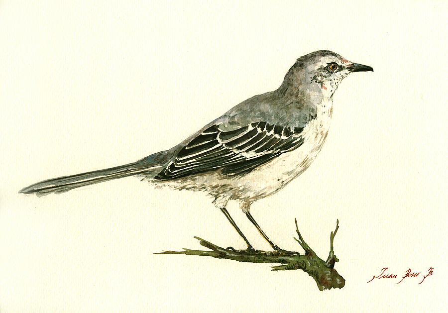 Mockingbird Painting - Northern Mockingbird by Juan  Bosco