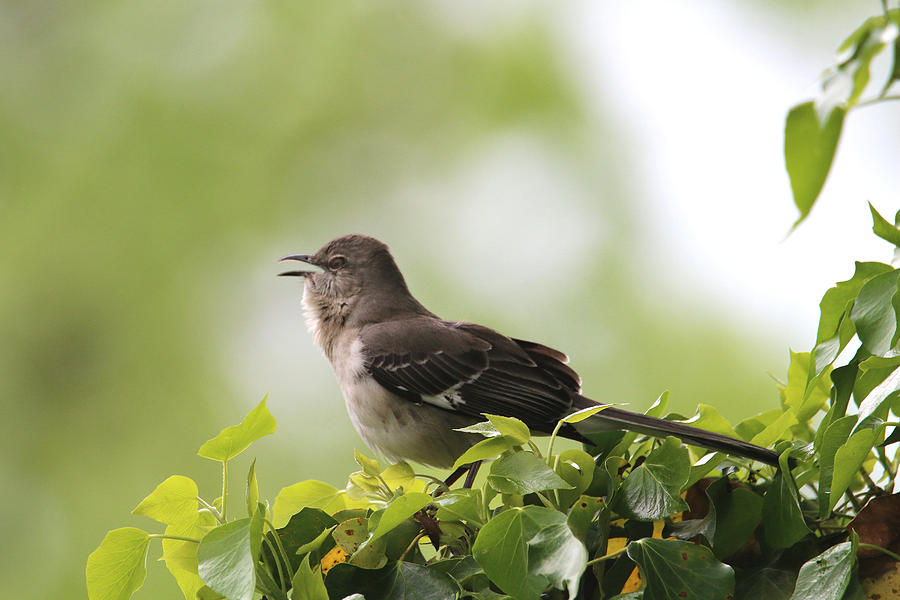 Northern Mockingbird Photograph by Living Color Photography Lorraine Lynch