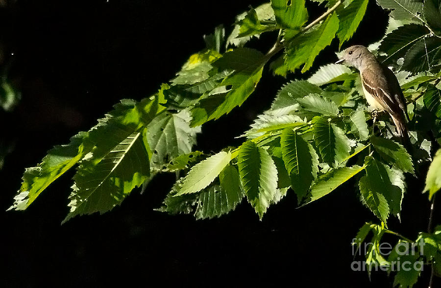 Northern Mockingbird Photograph by Natural Focal Point Photography Northern Mockingbird Photograph by Natural Focal Point Photography