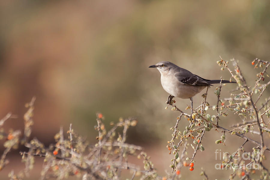 Northern Mockingbird on a branch  Photograph by Ruth Jolly