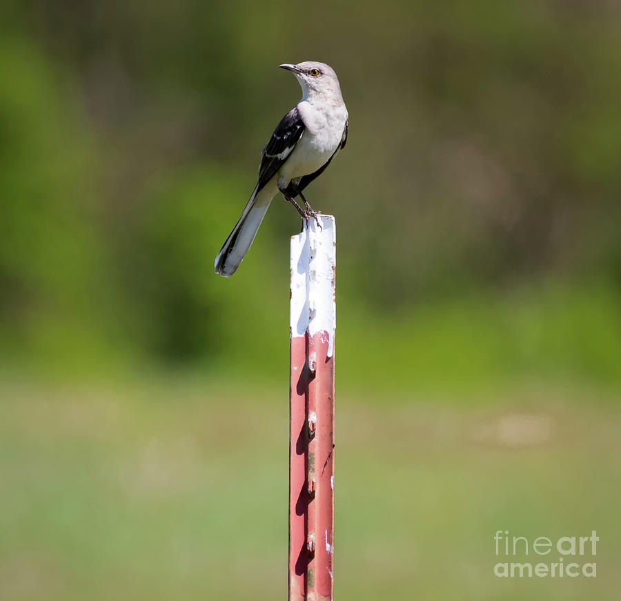 Bird Photograph - Northern Mockingbird Posing  by Ricky L Jones