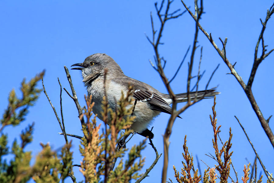 Northern Mockingbird Singing His Little Heart Out Photograph by