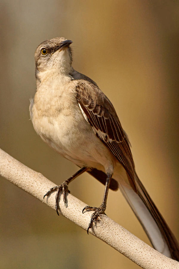 Bird Photograph - Northern Mockingbird by Theo OConnor