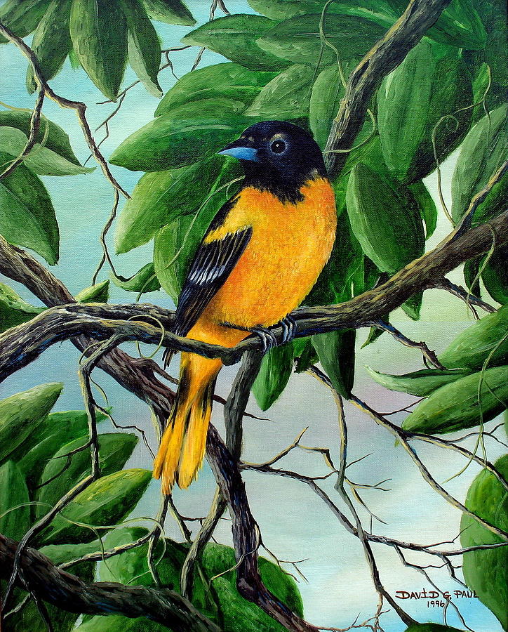 Northern Oriole Painting by David G Paul