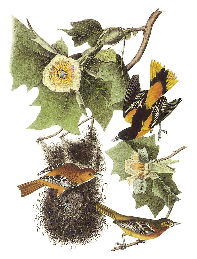 John James Audubon Painting - Northern Oriole by John James Audubon
