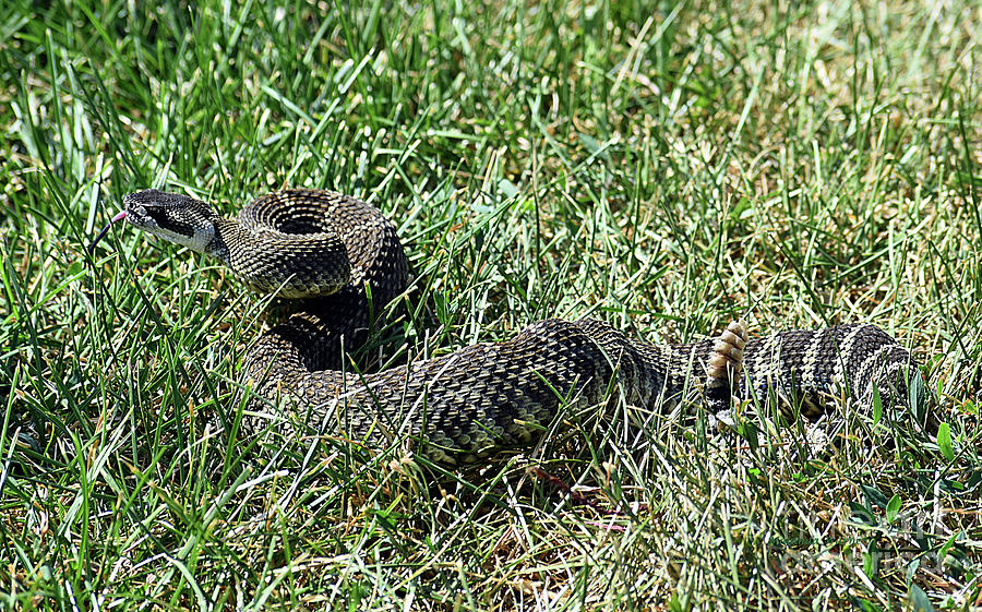 Northern Pacific Rattlesnake Photograph by Malanda Warner | Fine Art ...