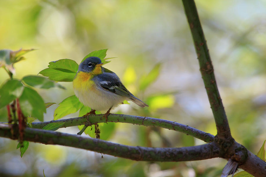 Northern Parula Photograph by Gary Hall