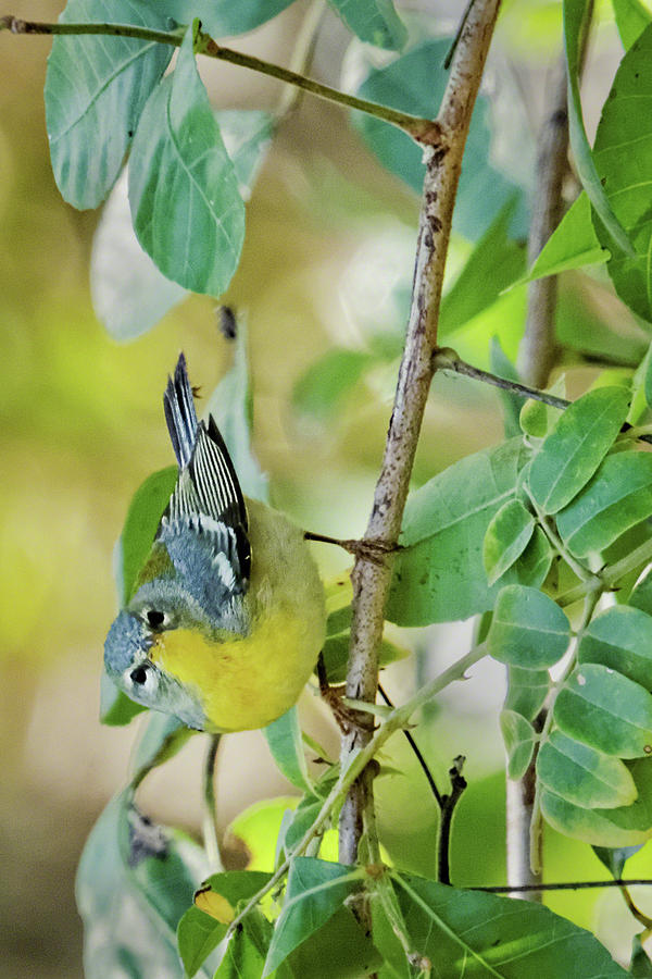 Northern Parula II Photograph by Dawn Currie