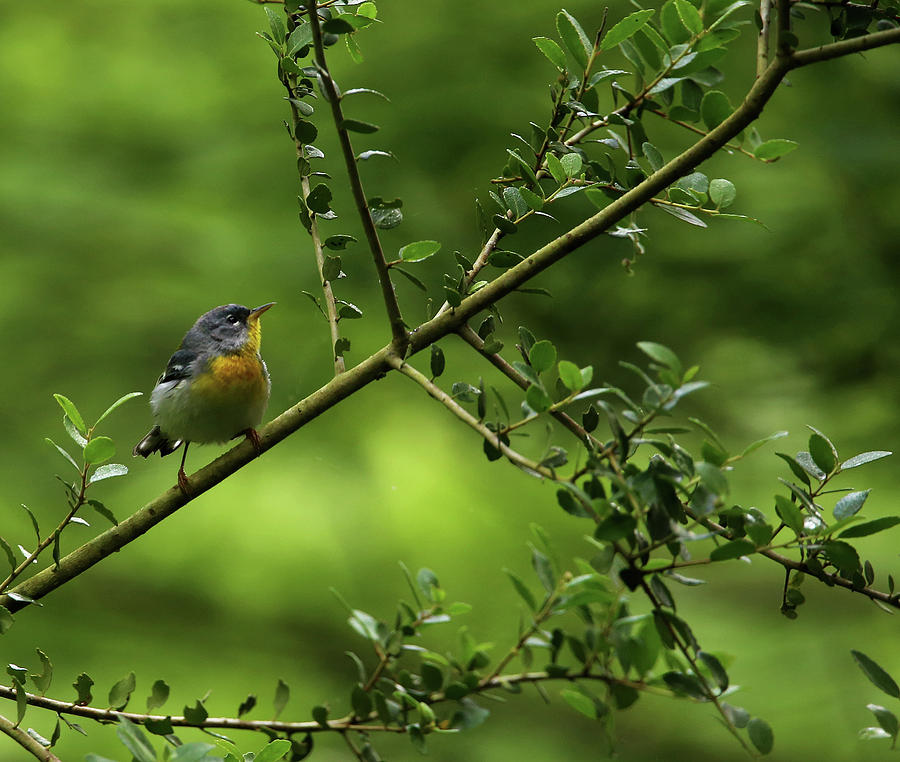 Northern Parula Photograph by Judy Vincent