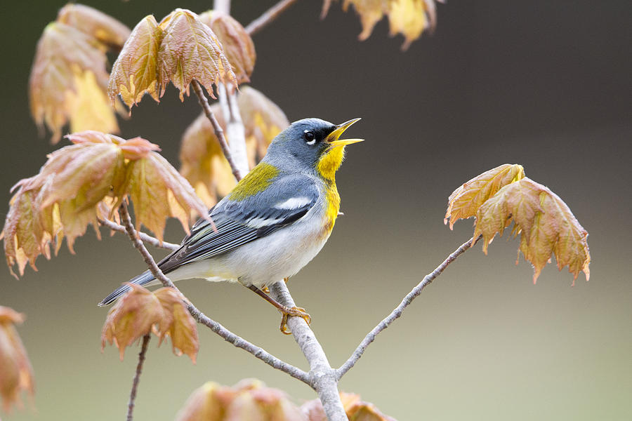 Northern Parula Songbird Singing Photograph By Birds Only