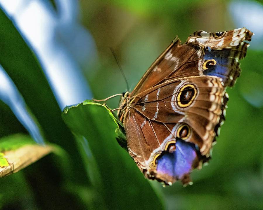 Northern Pearly-eye Butterfly Photograph by Joseph Caban