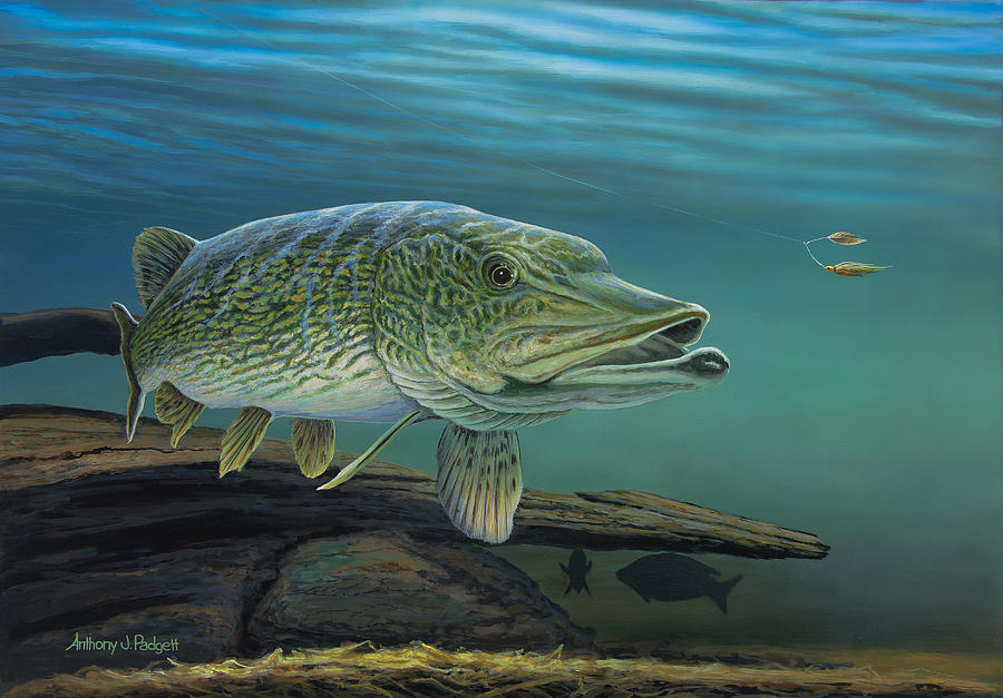 Northern Pike Painting by Anthony J Padgett
