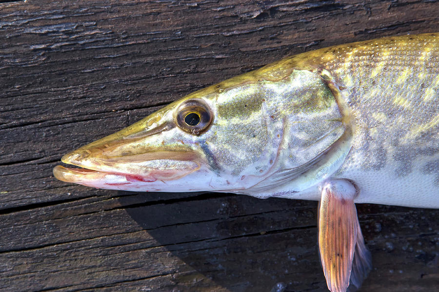 A synthesis of a coastal northern pike (Esox lucius) fishery and