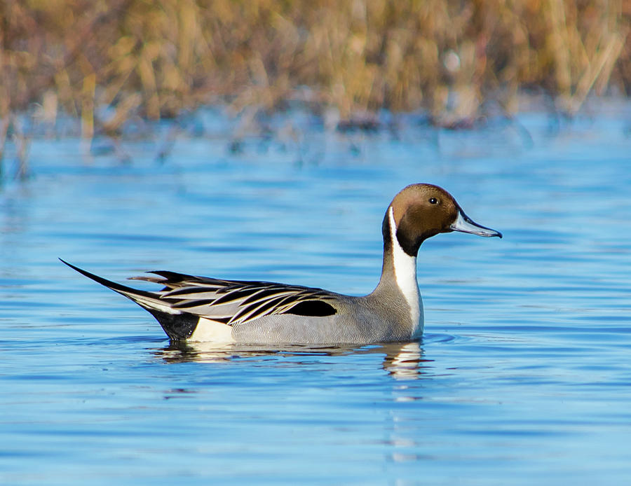 Northern Pintail - 1 Photograph by Alan C Wade