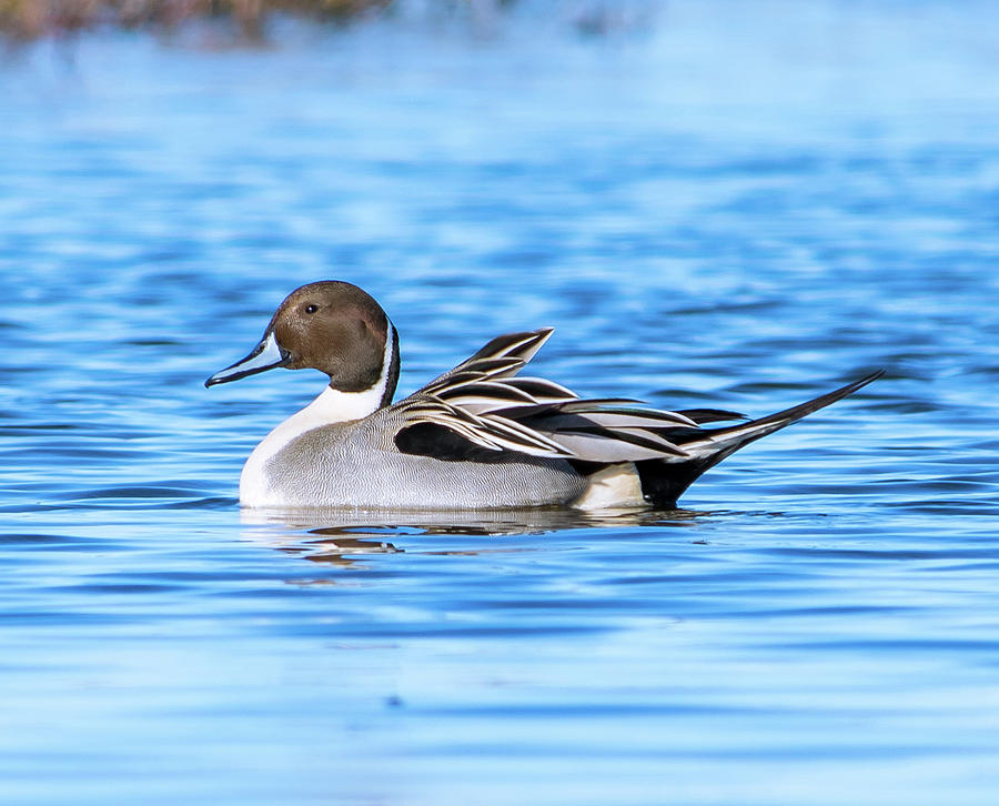 Northern Pintail - 2 Photograph