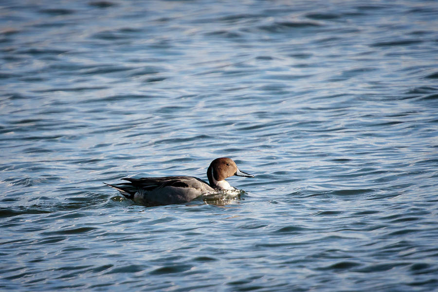 Northern Pintail 2 Photograph by Gary Hall
