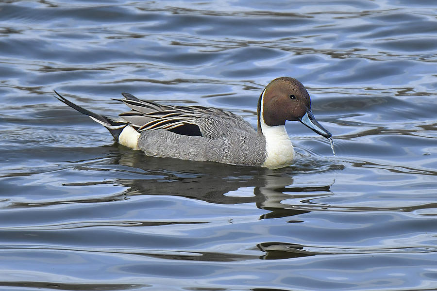 Northern Pintail Photograph by Alan Lenk