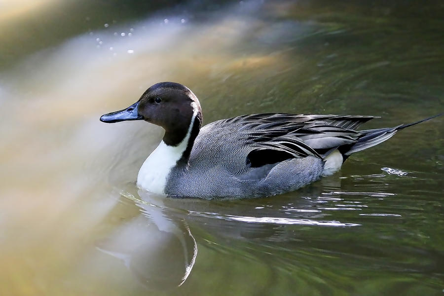 Northern Pintail Photograph by Athena Mckinzie