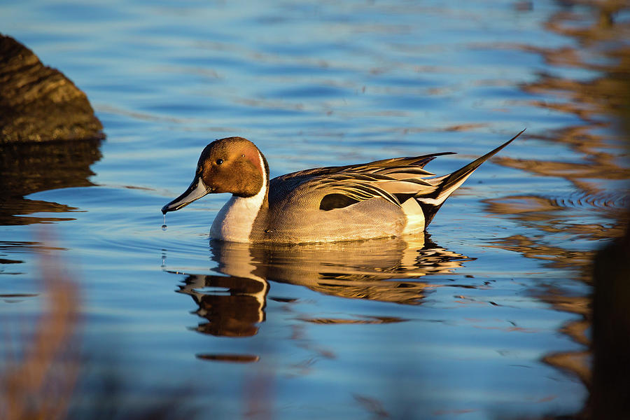 Duck Photograph - Northern Pintail by Brian Knott Photography