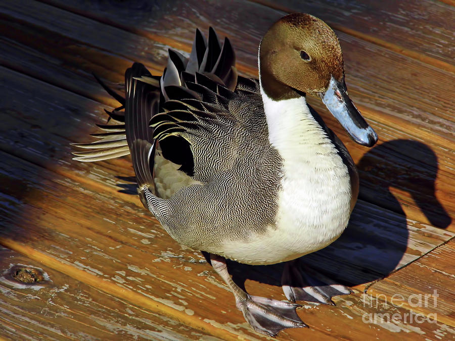 Northern Pintail Photograph by D Hackett