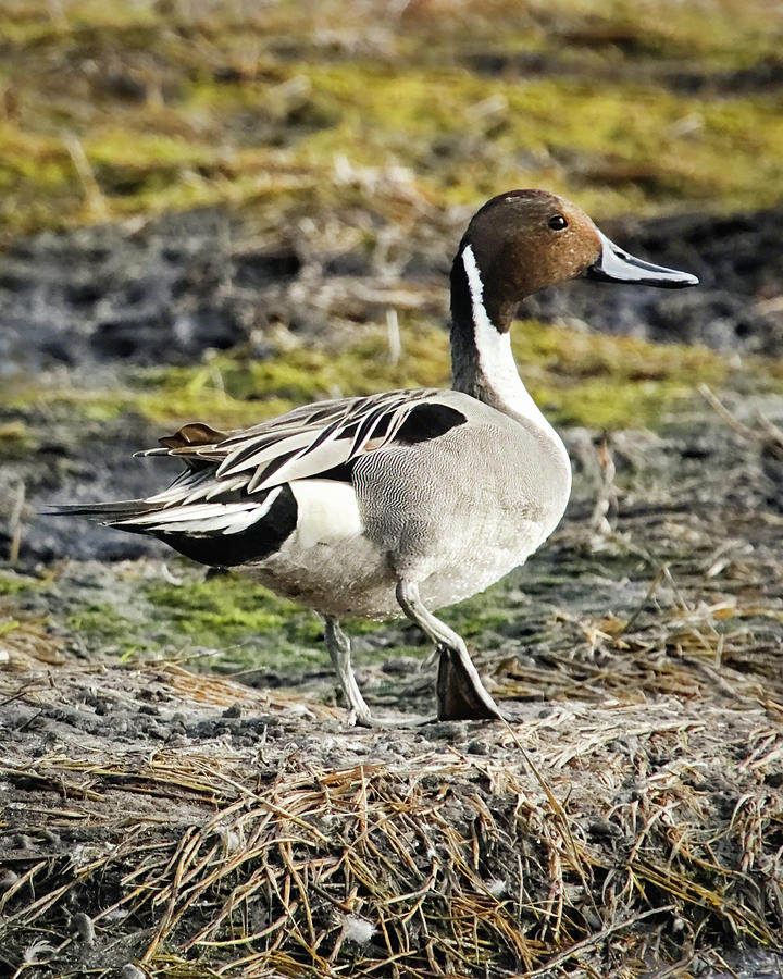 Northern Pintail Photograph by Dawn Currie