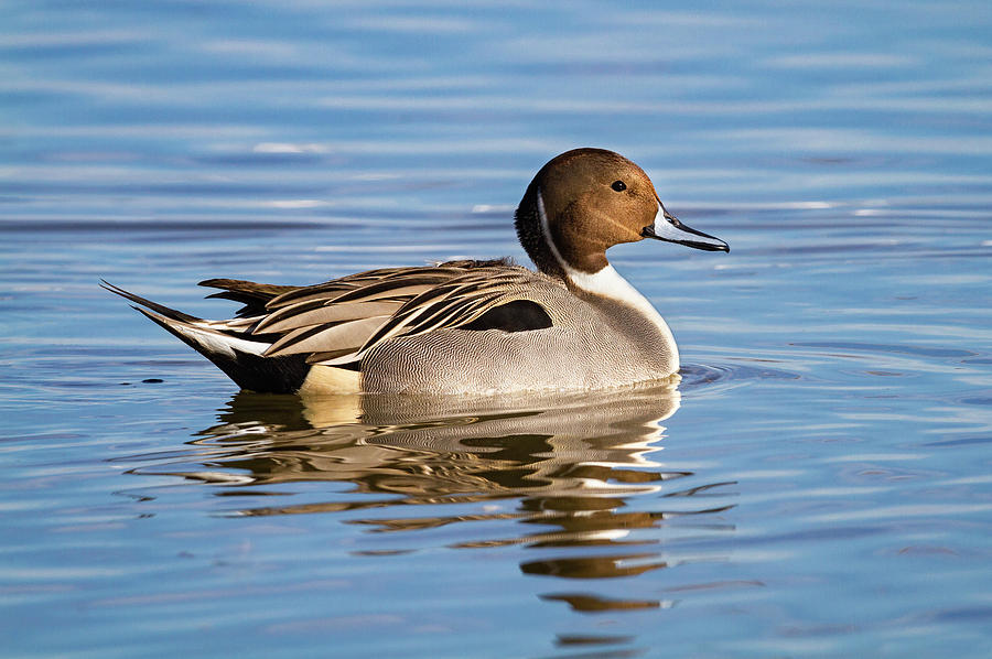 Northern Pintail Duck Photograph by Mark Miller