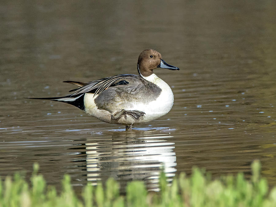 Northern Pintail Duck Photograph by Tam Ryan