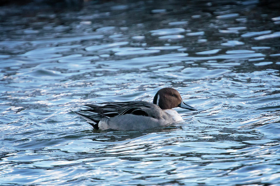 Northern Pintail Photograph by Gary Hall