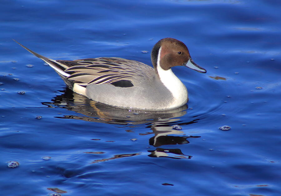 Northern Pintail Photograph