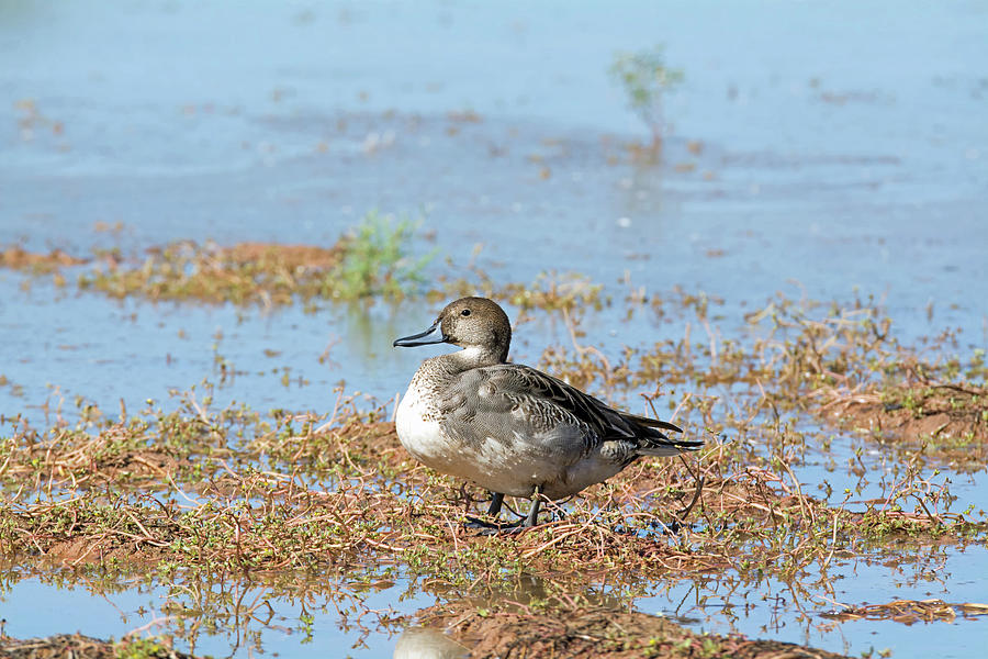 Northern Pintail Male Photograph by Tam Ryan
