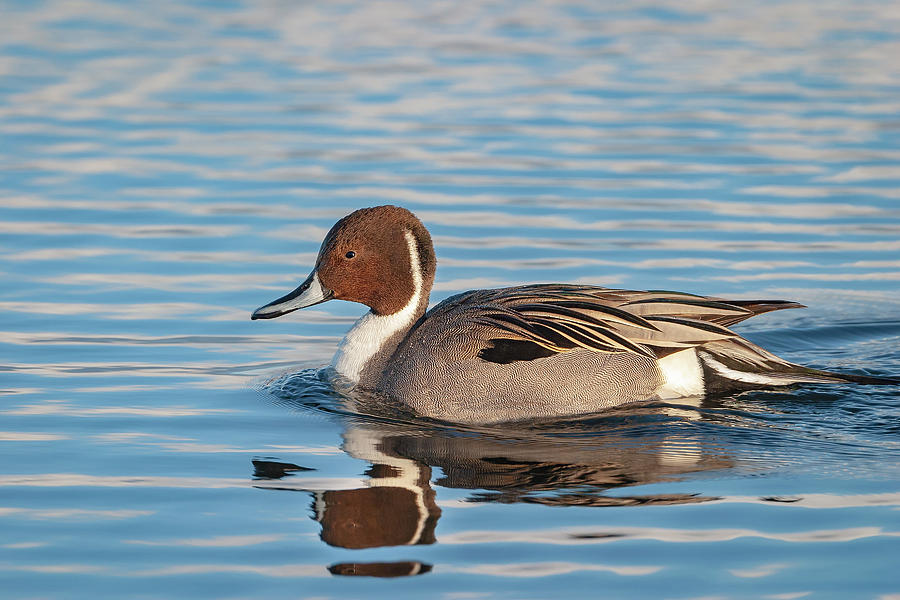 Northern Pintail Photograph by Mark Miller