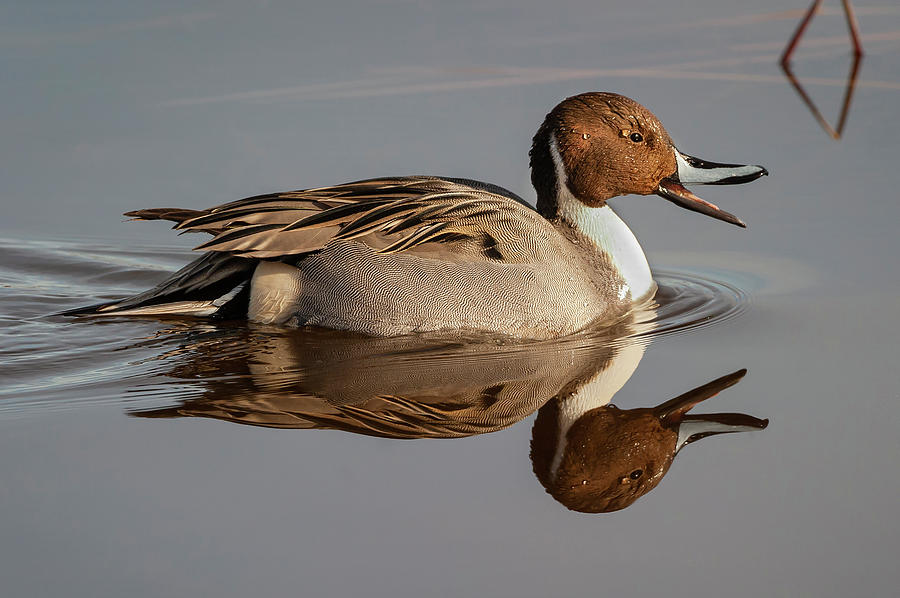 Northern Pintail Reflection  Photograph by Mark Miller
