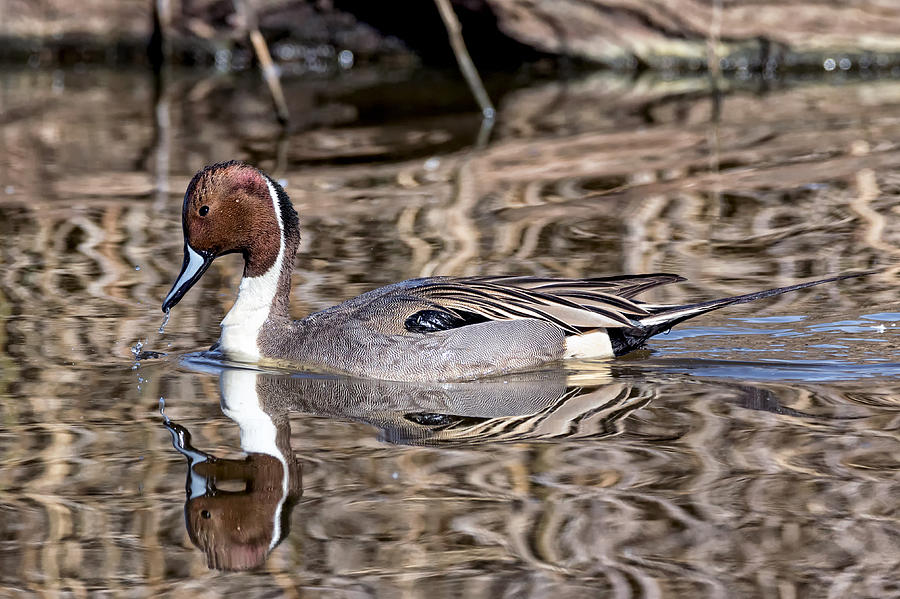 Northern Pintail Ripples Photograph by Kathleen Bishop