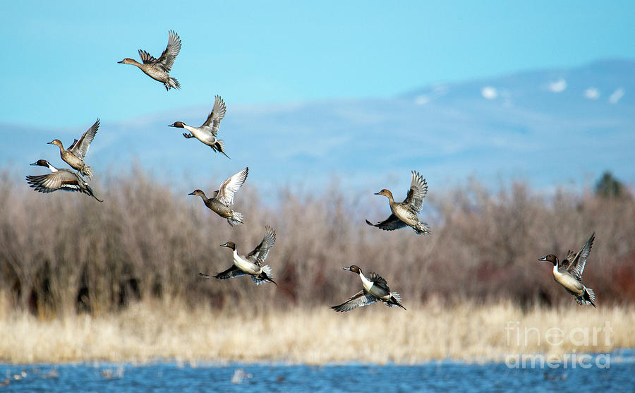 Northern Pintail Take-off Photograph