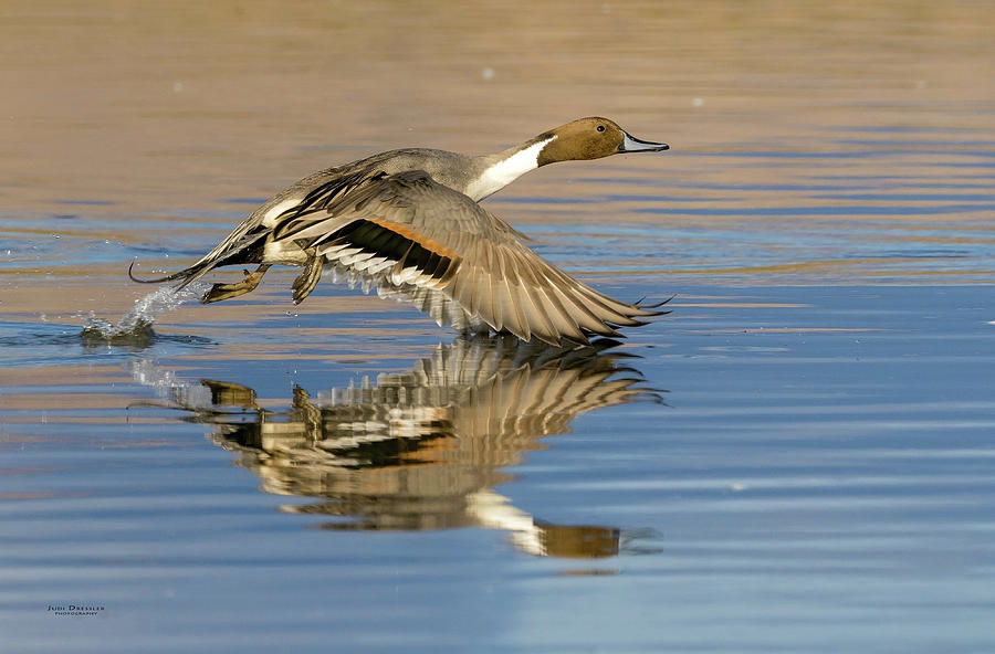 Northern Pintail with reflection Photograph by Judi Dressler