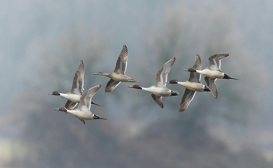 Northern Pintails in Flight Photograph by Angie Vogel
